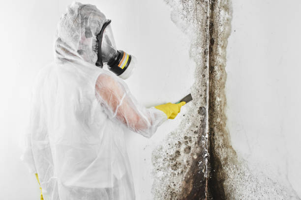 Best Fast Mold Removal  in Rosemont, CA