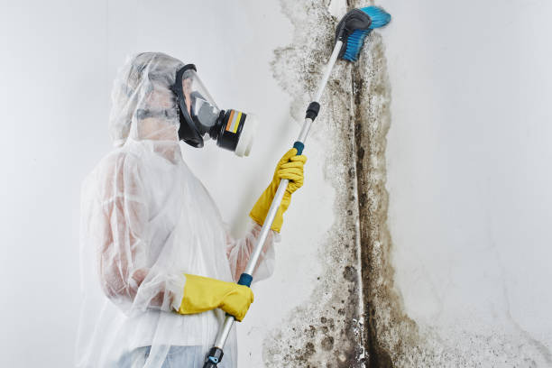 Best Mold Remediation  in Rosemont, CA