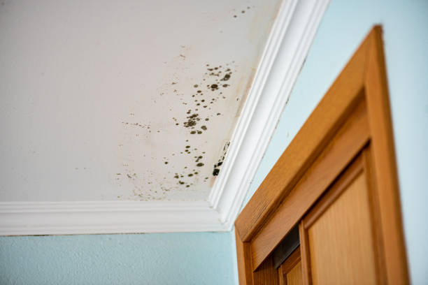 Mold Testing and Removal in Rosemont, CA