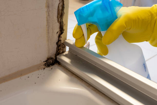 Best Local Mold Removal Service  in Rosemont, CA