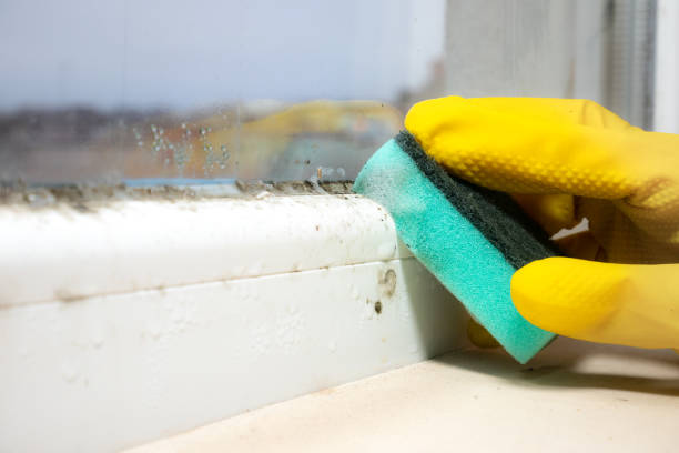 Best Attic Mold Removal  in Rosemont, CA
