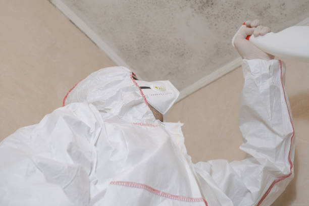 Best Home Mold Removal  in Rosemont, CA