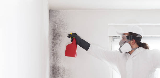 Mold Removal and Inspection in Rosemont, CA
