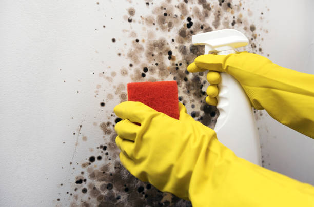 Best Office Mold Removal Services  in Rosemont, CA