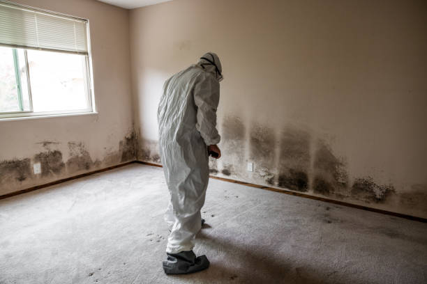 Best Mold Cleaning Services  in Rosemont, CA