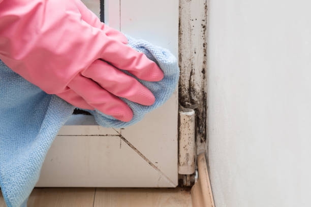 Best Mold Testing  in Rosemont, CA