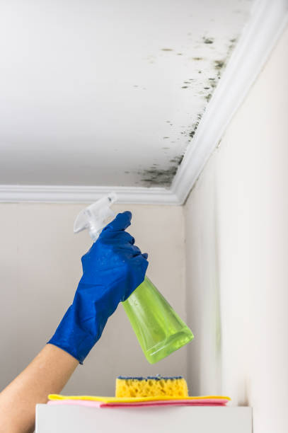 Best Mold Removal and Inspection  in Rosemont, CA